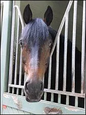 Que dire de sa tête ?