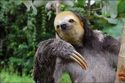 En photo, l'aï ou paresseux à trois doigts !