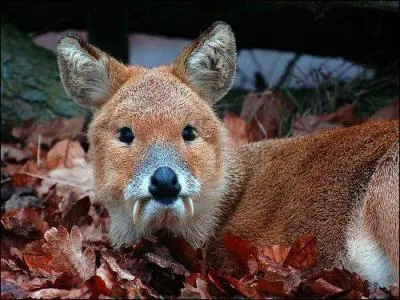 Comme vous pouvez vous en rendre compte, cet animal aux grandes dents est un redoutable prédateur !