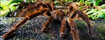 Vous allez me prendre pour un menteur, pourtant je vous l'assure, il y a des mygales en France !