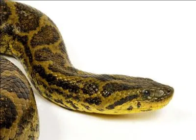 Il existe trois espèces différentes d'anacondas, le vert, le rouge et le bleu !