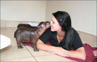 On sait encore très peu de choses sur l'hippopotame pygmée, mais depuis peu, on sait qu'il vit en groupes très nombreux !