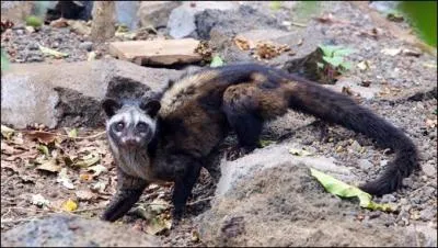 Avec les crottes de cette civette indonésienne, on confectionne l'un des cafés les plus chers du monde !