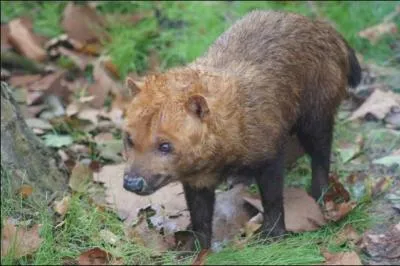 Le chien des buissons, ou renard à petites oreilles, vit sur les contreforts de l'Himalaya !
