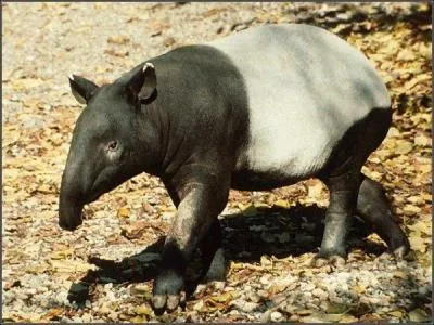 Comme vous le savez sûrement, on ne trouve le tapir qu'en Amérique latine !