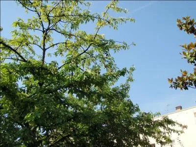 L'oiseau posé en haut de ce cerisier est une perruche à collier, ne cherchez pas de piège, c'est bien une perruche, voici maintenant l'affirmation : J'ai pris cette photo de perruche sauvage dans mon jardin, dans le Val-de-Marne !