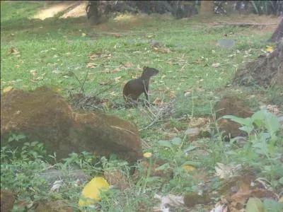 Cet animal vit en Amérique latine, il s'appelle le mara, ou lièvre des pampas !