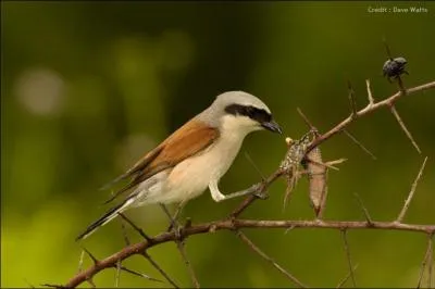 Vous pouvez voir cet oiseau, la pie-grièche écorcheur, en France et en Europe !