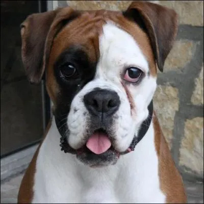 Quelle est cette race ?