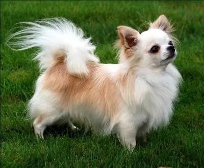 Quelle est cette race ?