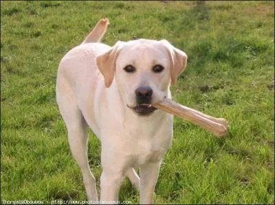 Quelle est cette race ?