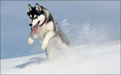 Quelle est cette race ?