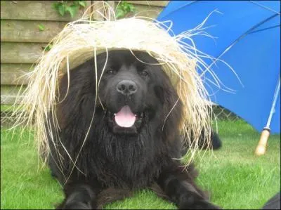 Quand elle est neuve elle a du chien.