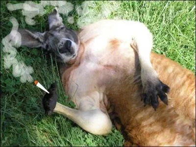 Si tu trouves l'animal que j'aimerais être, c'est dans la poche !