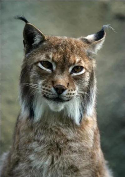 Moi ça me plairait bien d'avoir des poils sur les oreilles, si j'étais un félin, je serais celui-là !