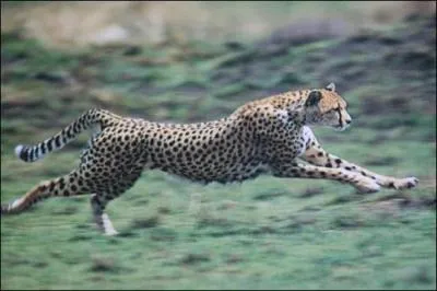 Si j'étais un félin, j'aimerais bien courir plus vite que les autres, alors je pense que je serais ...