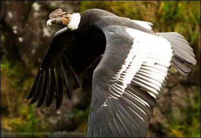 Ah, survoler les montagnes, ça me plairait bien, je crois que si j'étais un oiseau, je serais ...