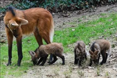 Personnellement, je trouve ce canidé très élégant, si j'étais lui, je serais ...
