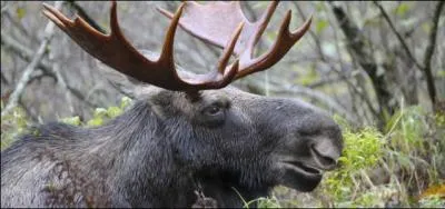 Si je devais me transformer en animal au Québec, c'est lui que je choisirais, le plus grand et gros cervidé du monde ...