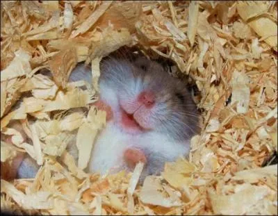 Si j'étais un petit animal domestique, je serais celui-là !