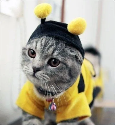 En quoi ce chat est-il déguisé ?