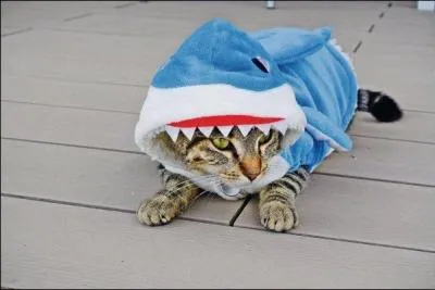 En quoi ce chat est-il déguisé ?