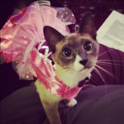 En quoi ce chat est-il déguisé ?