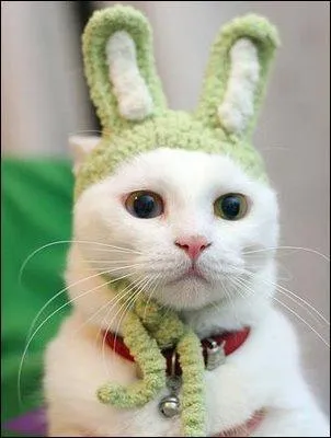 En quoi ce chat est-il déguisé ?