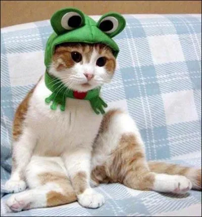 En quoi ce chat est-il déguisé ?