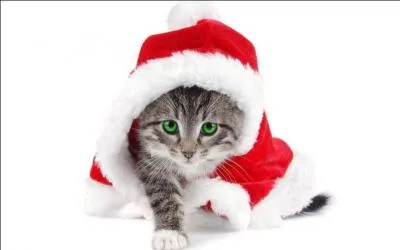 En quoi ce chat est-il déguisé ?