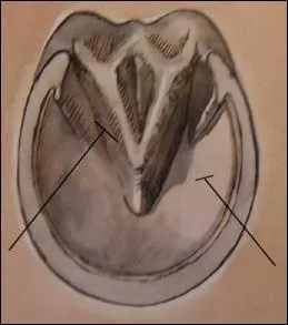 Donner le nom des deux parties montres: