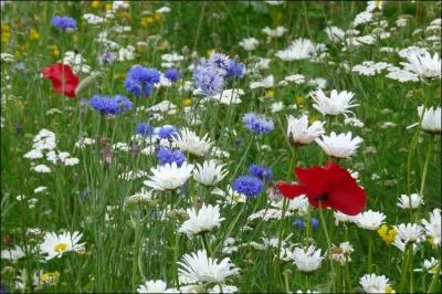 Quand juin est-il un vrai paradis ?