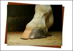Comment s'appelle cette partie du corps d'un cheval ?