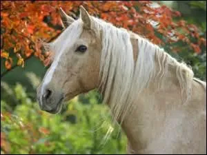 Comment s'appelle cette partie du corps d'un cheval ?