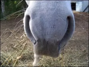 Comment s'appelle cette partie du corps d'un cheval ?