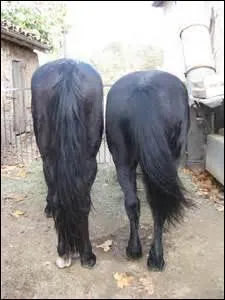 Comment s'appelle cette partie du corps d'un cheval ?