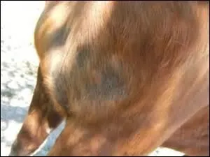 Comment s'appelle cette partie du corps d'un cheval ?