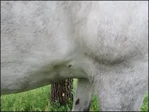 Comment s'appelle cette partie du corps d'un cheval ?