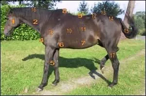Comment s'appelle cette partie du corps d'un cheval ? (numéro 5)