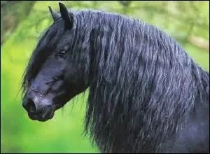 Comment s'appelle cette partie du corps d'un cheval ?