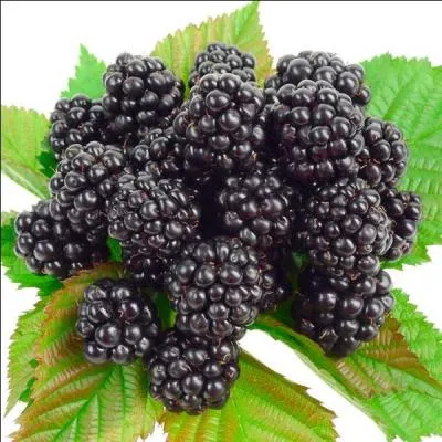 Quels sont ces fruits ?