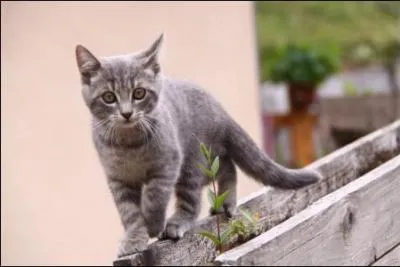 Qui l'a entraînée pour qu'elle devienne guerrière ?