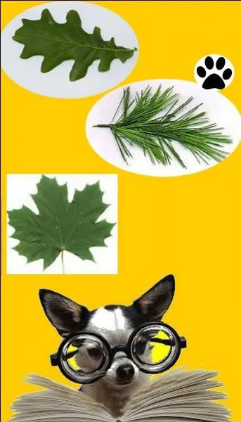 Quel arbre est représenté sur le drapeau du Liban ?