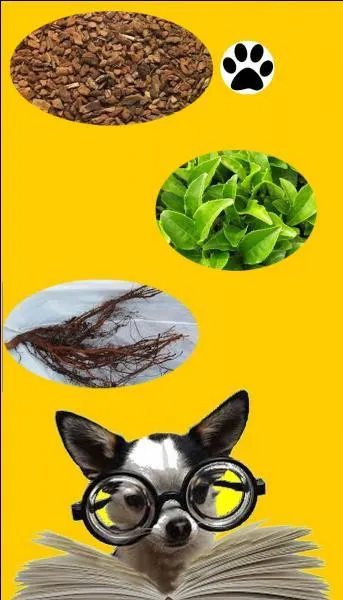 Quelle partie du théier utilise-t-on pour préparer une infusion de thé ?