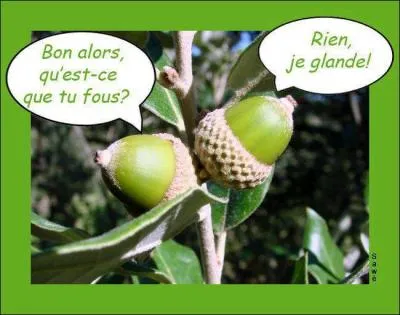 J'ai l'impression d'être sous un chêne tellement... '