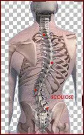 "La prosodie française est moins marquée que celle des autres langues". Que décrit le mot "prosodie" ?