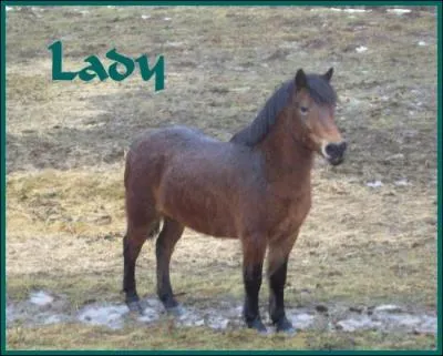 De quelle couleur est ce poney ?