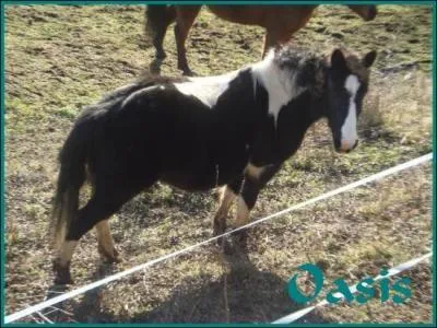 Quelle couleur est ce poney ?