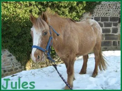 Est-ce un cheval ou un poney ?