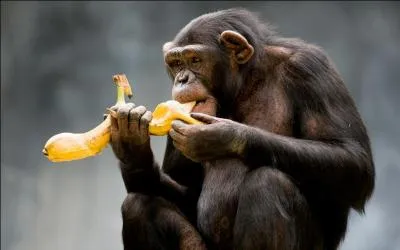 Phrase à traduire.
Le singe mange une banane.
